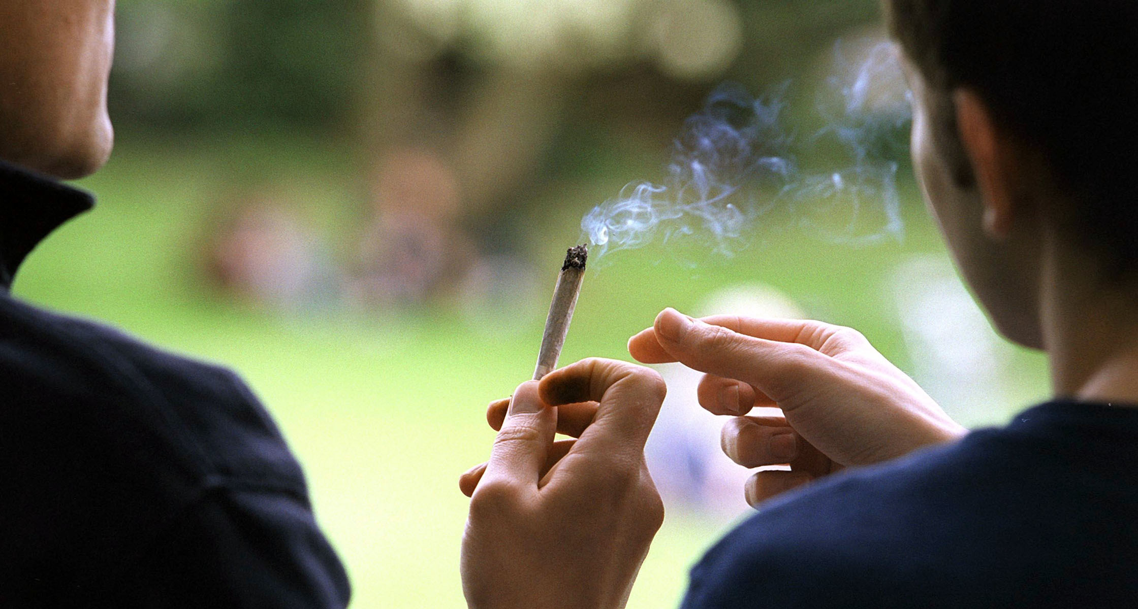 Działanie Marihuany na Młodzieńczy Mózg, GazetaKonopna