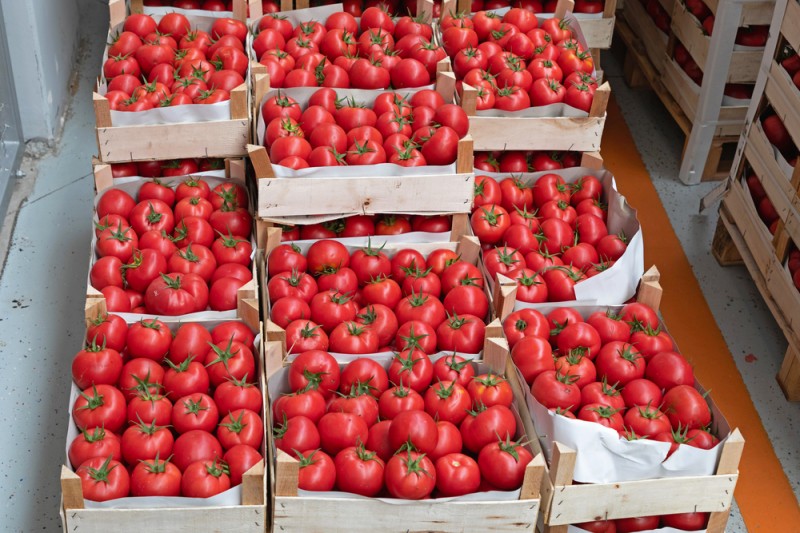 Hiszpańska Policja Skonfiskowała 13 Ton Pomidorów Wypełnionych Haszyszem, GazetaKonopna